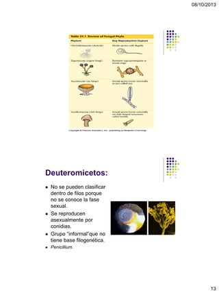 08/10/2013
13
Deuteromicetos:
 No se pueden clasificar
dentro de filos porque
no se conoce la fase
sexual.
 Se reproducen
asexualmente por
conidias.
 Grupo “informal”que no
tiene base filogenética.
 Penicillium.
 