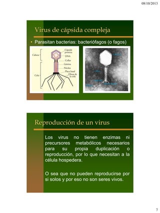 08/10/2013
7
Virus de cápsida compleja
• Parasitan bacterias: bacteriófagos (o fagos)
cabeza
cola
placa basal
fibras
espinas
Reproducción de un virus
Los virus no tienen enzimas ni
precursores metabólicos necesarios
para su propia duplicación o
reproducción, por lo que necesitan a la
célula hospedera.
O sea que no pueden reproducirse por
si solos y por eso no son seres vivos.
 