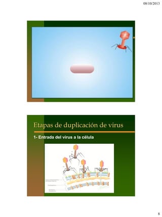 08/10/2013
8
Etapas de duplicación de virus
1- Entrada del virus a la célula
 