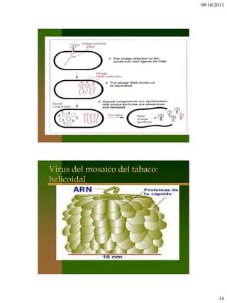 08/10/2013
14
Virus del mosaico del tabaco:
helicoidal
 