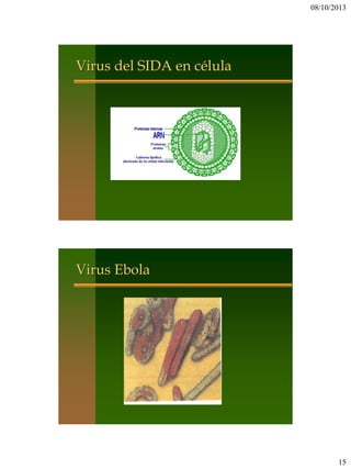 08/10/2013
15
Virus del SIDA en célula
Virus Ebola
 