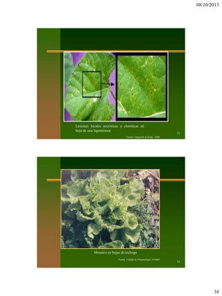 08/10/2013
16
31
Fuente: Gergerich & Dolja, 2006
Lesiones locales necróticas y cloróticas en
hoja de una leguminosa
32
Fuente: Unidad de Fitopatología, FAGRO
Mosaico en hojas de lechuga
 