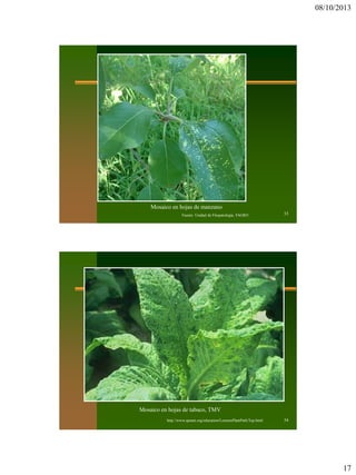 08/10/2013
17
33Fuente: Unidad de Fitopatología, FAGRO
Mosaico en hojas de manzano
34
Mosaico en hojas de tabaco, TMV
http://www.apsnet.org/education/LessonsPlantPath/Top.html
 