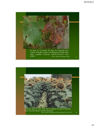 08/10/2013
18
35
(a) Hoja de vid normal, (b) Hoja con coloración rojo-
violácia, nervaduras verdes y enrollamiento del limbo hacia
abajo, complejo Grapevine leafroll-associated virus,
GLRaV
a
b
Fuente: Unidad de Fitopatología, FAGRO
36Fuente: Instituto de Fitopatología y Fisiología Vegetal INTA-JICA, 1999
Enanismo, hojas de color verde claro en plantas de girasol infectadas
con el virus del moteado clorótico del girasol
 