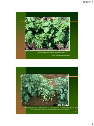 08/10/2013
19
37
Fuente: Unidad de Fitopatología, FAGRO
Enanismo en planta de papa infectada con PVY
38
http://vegetablemdonline.ppath.cornell.edu/PhotoPages/Potatoes/Viruses/PotVirusFS2.htm
Enanismo, clorosis y enrollamiento de hojas inferiores en planta infectada con PLRV
 