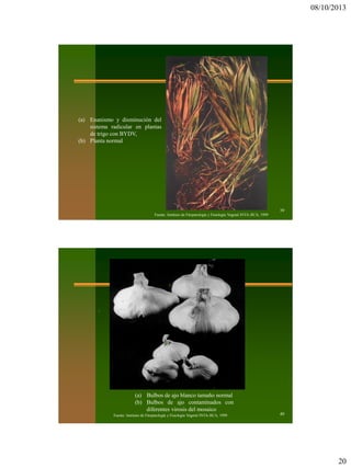 08/10/2013
20
39
Fuente: Instituto de Fitopatología y Fisiología Vegetal INTA-JICA, 1999
(a) Enanismo y disminución del
sistema radicular en plantas
de trigo con BYDV,
(b) Planta normal
a b
40Fuente: Instituto de Fitopatología y Fisiología Vegetal INTA-JICA, 1999
(a) Bulbos de ajo blanco tamaño normal
(b) Bulbos de ajo contaminados con
diferentes virosis del mosaico
a
a
b
 