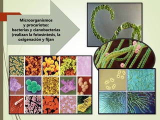 Microbiologia relaciones con otras ciencias