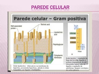 PAREDE CELULAR