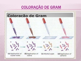 COLORAÇÃO DE GRAM