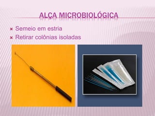 ALÇA MICROBIOLÓGICA
Semeio em estria
Retirar colônias isoladas