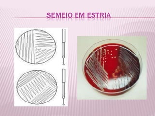SEMEIO EM ESTRIA