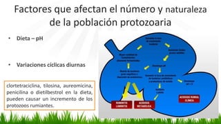 Factores que afectan el número y naturaleza
de la población protozoaria
• Dieta – pH
• Variaciones cíclicas diurnas
• Aditivos químicos
clortetraciclina, tilosina, aureomicina,
penicilina o dietilbestrol en la dieta,
pueden causar un incremento de los
protozoos rumiantes.
 
