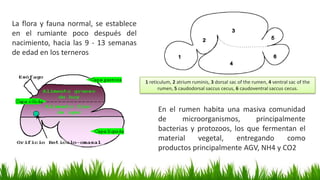 Microfauna Rumenala Microbiologia ruminal | PPTX