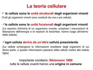 La teoria cellulare
 le cellule sono le unità strutturali degli organismi viventi
(Tutti gli organismi viventi sono costituiti da una o più cellule)

le cellule sono le unità funzionali degli organismi viventi
(Le reazioni chimiche di un organismo vivente, compresi i meccanismi di
liberazione dell'energia e le reazioni di biosintesi, hanno luogo all'interno
delle cellule)

ogni cellula deriva da un’altra cellula preesistente
(Le cellule contengono le informazioni ereditarie degli organismi di cui
fanno parte, e queste informazioni passano dalla cellula madre alla cellula
figlia)

               Importante corollario: Weismann 1880
       tutte le cellule viventi hanno una origine in comune
 
