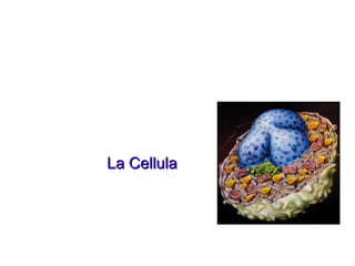 La Cellula
 