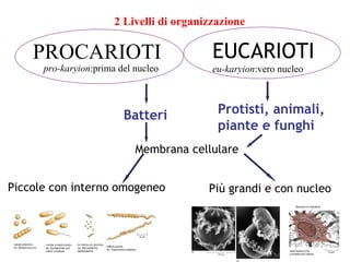 2 Livelli di organizzazione

    PROCARIOTI                             EUCARIOTI
      pro-karyion:prima del nucleo         eu-karyion:vero nucleo



                         Batteri            Protisti, animali,
                                            piante e funghi
                            Membrana cellulare


Piccole con interno omogeneo              Più grandi e con nucleo
 