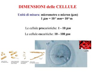 DIMENSIONI delle CELLULE
Unità di misura: micrometro o micron (µm)
                 1 µ m = 10-3 mm= 10-6 m


     Le cellule procariotiche: 1 - 10 µ m
    Le cellule eucaritiche: 10 - 100 µ m
 