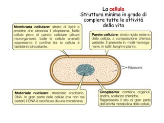 La cellula
Struttura minima in grado di
 compiere tutte le attività
         della vita
 