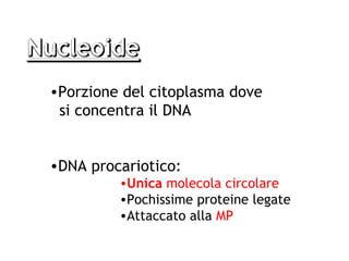 •Porzione del citoplasma dove
 si concentra il DNA


•DNA procariotico:
         •Unica molecola circolare
         •Pochissime proteine legate
         •Attaccato alla MP
 
