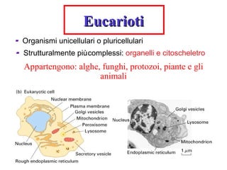 Eucarioti
-   Organismi unicellulari o pluricellulari
-   Strutturalmente più complessi: organelli e citoscheletro
    Appartengono: alghe, funghi, protozoi, piante e gli
                        animali
 