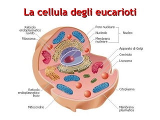 La cellula degli eucarioti
 