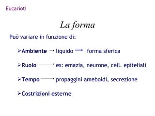 Eucarioti


                     La forma
 Può variare in funzione di:

    Ambiente      liquido     forma sferica

    Ruolo         es: emazia, neurone, cell. epiteliali

    Tempo         propaggini ameboidi, secrezione

    Costrizioni esterne
 