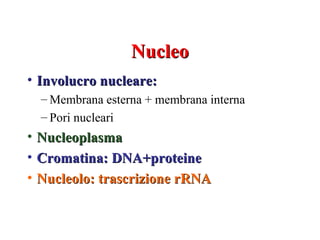 Nucleo
• Involucro nucleare:
    – Membrana esterna + membrana interna
    – Pori nucleari
•   Nucleoplasma
•   Cromatina: DNA+proteine
•   Nucleolo: trascrizione rRNA
 