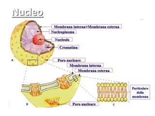 Membrana interna+Membrana esterna
Nucleoplasma

 Nucleolo

    Cromatina


   Poro nucleare
         Membrana interna
              Membrana esterna



                                     Particolare
                                        della
                                     membrana

            Poro nucleare
 