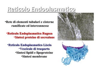 •Rete di elementi tubulari e cisterne
    ramificate ed interconnesse

 •Reticolo Endoplasmatico Rugoso
      •Sintesi proteine di secrezione

 •Reticolo Endoplasmatico Liscio
          •Vescicole di trasporto
       •Sintesi lipidi e lipoproteine
            •Sintesi membrane
 