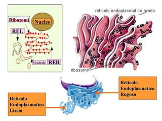 Ribosomi    Nucleo
 REL




           Vescicole   RER


                             Reticolo
                             Endoplasmatico
                             Rugoso
Reticolo
Endoplasmatico
Liscio
 
