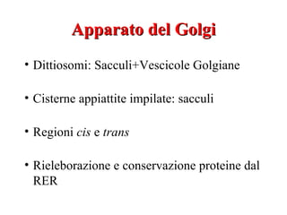 Apparato del Golgi
• Dittiosomi: Sacculi+Vescicole Golgiane

• Cisterne appiattite impilate: sacculi

• Regioni cis e trans

• Rieleborazione e conservazione proteine dal
  RER
 