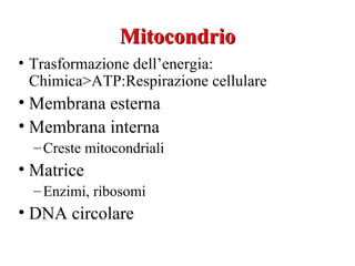 Mitocondrio
• Trasformazione dell’energia:
  Chimica>ATP:Respirazione cellulare
• Membrana esterna
• Membrana interna
  – Creste mitocondriali
• Matrice
  – Enzimi, ribosomi
• DNA circolare
 