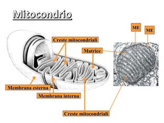 ME
                                                   ME

                   Creste mitocondriali

                                Matrice




Membrana esterna
            Membrana interna


                       Creste mitocondriali
 
