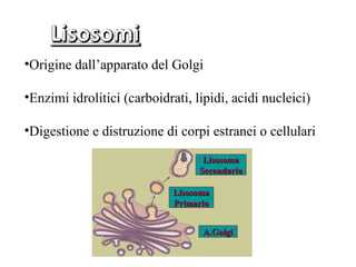 •Origine dall’apparato del Golgi

•Enzimi idrolitici (carboidrati, lipidi, acidi nucleici)

•Digestione e distruzione di corpi estranei o cellulari

                                   Lisosoma
                                  Secondario

                             Lisosoma
                             Primario


                                   A.Golgi
 