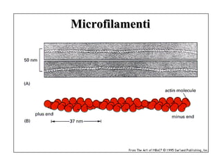 Microfilamenti
 