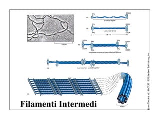 Filamenti Intermedi
 