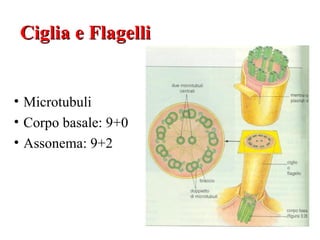 Ciglia e Flagelli


• Microtubuli
• Corpo basale: 9+0
• Assonema: 9+2
 