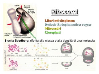 Liberi nel citoplasma
                              Reticolo Endoplasmatico: rugoso
                              Mitocondri
                              Cloroplasti

S unità Svedberg, riferita alla massa e alla densità di una molecola
 