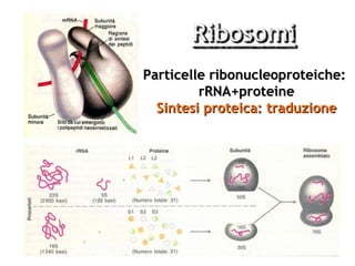 Particelle ribonucleoproteiche:
         rRNA+proteine
  Sintesi proteica: traduzione
 
