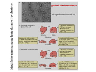 Modifiche estremamente lente durante l’evoluzione
                                                    grado di relazione evolutiva



                                                    Micrografia elettronica dei 70S
 