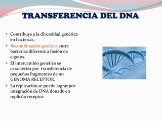 TRANSFERENCIA DEL DNA

 Contribuye a la diversidad genética
  en bacterias.
 Recombinación genética entre
  bacterias diferente a fusión de
  cigotos.
 El intercambio genético se
  caracteriza por transferencia de
  pequeños fragmentos de un
  GENOMA RECEPTOR.
 La replicación se puede lograr por
  integración de DNA donado en
  replicón receptor.
 