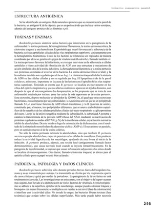 295
Cocobacilos gramnegativos pequeños
ESTRUCTURA ANTIGÉNICA
Se ha identificado un antígeno O de naturaleza proteica que se encuentra en la pared de
la bacteria; un antígeno K de la cápsula, que es un polisacárido que incluye varios serotipos,
además del antígeno proteico de las fimbrias o pili.
TOXINAS Y ENZIMAS
Bordetella pertussis sintetiza varios factores que intervienen en la patogénesis de la
enfermedad: la toxina pertussis, la hemaglutinina filamentosa, la toxina dermonecrótica, la
citotoxina traqueal y una hemolisina. Es probable que lospili favorezcan la adherencia de la
bacteria a células epiteliales ciliadas de las vías respiratorias superiores, conjuntamente con
la hemaglutinina filamentosa. Cinco de los factores de virulencia son regulados de manera
coordinada por el locus genéticobvg(gen de virulencia deBordetella), llamado tambiénvir.
La toxina pertussis favorece la linfocitosis, se cree que interviene en la adherencia a células
epiteliales y tiene actividad de ribosilación de ADP, con una estructura y mecanismo de
acción similares a los de la toxina del cólera. La hemaglutinina filamentosa y la toxina pertussis
son proteínas secretadas al exterior de la bacteria. La toxina dermonecrótica (o letal) y la
hemolisina también son reguladas por el locus bvg . La citotoxina traqueal inhibe la síntesis
de ADN en las células ciliadas y no es regulada por bvg. El lipopolisacárido de la pared
celular es, asimismo, importante en la causa de las lesiones en el epitelio de las vías respira-
torias superiores. Teniendo en cuenta que B. pertussis se localiza exclusivamente en los
cilios del epitelio respiratorio y que sus efectos sistémicos aparecen en tejidos distantes, aun
después de que el microorganismo ha desaparecido, se ha propuesto que se trata de una
enfermedad mediada por toxinas, entre las cuales la más importante es la toxina pertussis.
Esta exotoxina, de peso molecular de alrededor de 120 000 Da, al igual que otras exotoxinas
bacterianas, está compuesta por dos subunidades: la A (enzima activa), que es un polipéptido
llamado S1, el cual tiene función de ADP-ribosil-transferasa; y la B (porción de unión),
constituida por, al menos, tres polipéptidos diferentes, que se unen a carbohidratos especí-
ficos de la superficie de las células epiteliales ciliadas del tracto respiratorio y a glicoproteínas
del suero. Luego de la unión específica mediante la subunidad B, la subunidad A penetra y
cataliza la transferencia de la porción ADP-ribosa del NAD, mediante la inactivación de
proteínas reguladoras unidas al GTP(Gi
y Ni
) de la membrana celular, cuya función normal es
inhibir la adenilciclasa. De este modo se logra la estimulación de dicha enzima, con el resul-
tado de la síntesis de monofosfato de adenosina-cíclico (AMP-c). El mecanismo es paralelo,
pero en sentido opuesto al de la toxina colérica.
No sólo la toxina pertussis estimula la adenilciclasa, sino que también B. pertussis
secreta su propia adenilciclasa, capaz de penetrar en las células de mamíferos. Este producto
reduce la actividad fagocítica de los macrófagos, ayudando de esta forma al inicio de la
infección. B. pertussis produce, además, una toxina letal (antiguamente llamada factor
dermonecrótico), que causa necrosis local cuando se inyecta intradérmicamente. En la
patogenia de la enfermedad, se supone que cause inflamación adyacente a los sitios donde
se localiza el microorganismo. Otro factor, llamado citotoxina traqueal, es tóxico para el
epitelio ciliado pero su papel no está bien aclarado.
PATOGENIA, PATOLOGÍA Y DATOS CLÍNICOS
Bordetella pertussis sobrevive sólo durante períodos breves fuera del hospedero hu-
mano y no es transmitida por vectores. La transmisión se efectúa por vía respiratoria a partir
de casos clínicos y quizá por medio de portadores. La patogénesis de la tos ferina no está
totalmente esclarecida. Las investigaciones en este campo, con el objetivo de lograr vacunas
más seguras, han llevado a la identificación de varios factores de virulencia. El microorganis-
mo se adhiere a la superficie epitelial de la nasofaringe, aunque puede colonizar tráquea y
bronquios con menor frecuencia; se multiplica con rapidez a este nivel (fase de colonización)
e interfiere con la actividad ciliar. No invade la sangre; las bacterias liberan toxinas (fase
toxémica) que actúan sobre las células superficiales. Más tarde puede haber necrosis
 