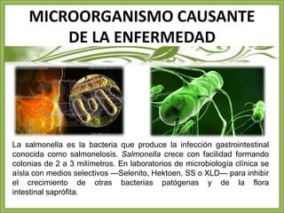 MICROORGANISMO CAUSANTE 
DE LA ENFERMEDAD 
• La salmonella es la bacteria que produce la infección gastrointestinal 
conocida como salmonelosis. Salmonella crece con facilidad formando 
colonias de 2 a 3 milímetros. En laboratorios de microbiología clínica se 
aísla con medios selectivos —Selenito, Hektoen, SS o XLD— para inhibir 
el crecimiento de otras bacterias patógenas y de la flora 
intestinal saprófita. 
 