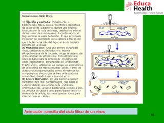 16
Animación sencilla del ciclo lítico de un virus
 