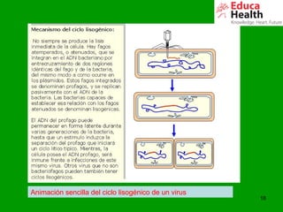 18
Animación sencilla del ciclo lisogénico de un virus
 