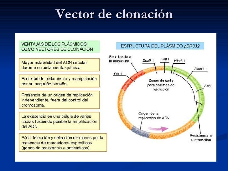 InmunologíA