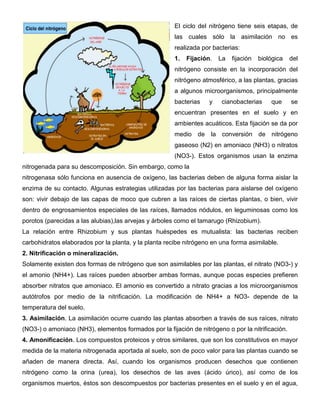 El ciclo del nitrógeno tiene seis etapas, de
                                                       las cuales sólo la asimilación no es
                                                       realizada por bacterias:
                                                       1.   Fijación.   La   fijación   biológica   del
                                                       nitrógeno consiste en la incorporación del
                                                       nitrógeno atmosférico, a las plantas, gracias
                                                       a algunos microorganismos, principalmente
                                                       bacterias    y   cianobacterias      que     se
                                                       encuentran presentes en el suelo y en
                                                       ambientes acuáticos. Esta fijación se da por
                                                       medio de la conversión de nitrógeno
                                                       gaseoso (N2) en amoniaco (NH3) o nitratos
                                                       (NO3-). Estos organismos usan la enzima
nitrogenada para su descomposición. Sin embargo, como la
nitrogenasa sólo funciona en ausencia de oxígeno, las bacterias deben de alguna forma aislar la
enzima de su contacto. Algunas estrategias utilizadas por las bacterias para aislarse del oxígeno
son: vivir debajo de las capas de moco que cubren a las raíces de ciertas plantas, o bien, vivir
dentro de engrosamientos especiales de las raíces, llamados nódulos, en leguminosas como los
porotos (parecidas a las alubias),las arvejas y árboles como el tamarugo (Rhizobium).
La relación entre Rhizobium y sus plantas huéspedes es mutualista: las bacterias reciben
carbohidratos elaborados por la planta, y la planta recibe nitrógeno en una forma asimilable.
2. Nitrificación o mineralización.
Solamente existen dos formas de nitrógeno que son asimilables por las plantas, el nitrato (NO3-) y
el amonio (NH4+). Las raíces pueden absorber ambas formas, aunque pocas especies prefieren
absorber nitratos que amoniaco. El amonio es convertido a nitrato gracias a los microorganismos
autótrofos por medio de la nitrificación. La modificación de NH4+ a NO3- depende de la
temperatura del suelo.
3. Asimilación. La asimilación ocurre cuando las plantas absorben a través de sus raíces, nitrato
(NO3-) o amoniaco (NH3), elementos formados por la fijación de nitrógeno o por la nitrificación.
4. Amonificación. Los compuestos proteicos y otros similares, que son los constitutivos en mayor
medida de la materia nitrogenada aportada al suelo, son de poco valor para las plantas cuando se
añaden de manera directa. Así, cuando los organismos producen desechos que contienen
nitrógeno como la orina (urea), los desechos de las aves (ácido úrico), así como de los
organismos muertos, éstos son descompuestos por bacterias presentes en el suelo y en el agua,
 