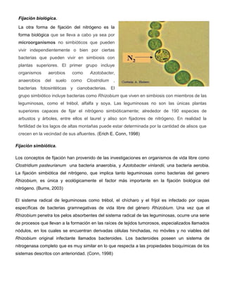 Fijación biológica.

 La otra forma de fijación del nitrógeno es la
 forma biológica que se lleva a cabo ya sea por
 microorganismos no simbióticos que pueden
 vivir independientemente o bien por ciertas
 bacterias que pueden vivir en simbiosis con
 plantas superiores. El primer grupo incluye
 organismos     aerobios    como     Azotobacter,
 anaerobios   del   suelo   como   Clostridium      ,
 bacterias fotosintéticas y cianobacterias. El
 grupo simbiótico incluye bacterias como Rhizobium que viven en simbiosis con miembros de las
 leguminosas, como el trébol, alfalfa y soya. Las leguminosas no son las únicas plantas
 superiores capaces de fijar el nitrógeno simbióticamente; alrededor de 190 especies de
 arbustos y árboles, entre ellos el laurel y aliso son fijadores de nitrógeno. En realidad la
 fertilidad de los lagos de altas montañas puede estar determinada por la cantidad de alisos que
 crecen en la vecindad de sus afluentes. (Erich E. Conn, 1998)

Fijación simbiótica.

Los conceptos de fijación han provenido de las investigaciones en organismos de vida libre como
Clostridium pasteurianum una bacteria anaerobia, y Azotobacter vinlandii, una bacteria aerobia.
La fijación simbiótica del nitrógeno, que implica tanto leguminosas como bacterias del genero
Rhizobium, es única y ecológicamente el factor más importante en la fijación biológica del
nitrógeno. (Burns, 2003)

El sistema radical de leguminosas como trébol, el chícharo y el frijol es infectado por cepas
específicas de bacterias gramnegativas de vida libre del género Rhizobium. Una vez que el
Rhizobium penetra los pelos absorbentes del sistema radical de las leguminosas, ocurre una serie
de procesos que llevan a la formación en las raíces de tejidos tumorosos, especializados llamados
nódulos, en los cuales se encuentran derivadas células hinchadas, no móviles y no viables del
Rhizobium original infectante llamados bacteroides. Los bacteroides poseen un sistema de
nitrogenasa completo que es muy similar en lo que respecta a las propiedades bioquímicas de los
sistemas descritos con anterioridad. (Conn, 1998)
 