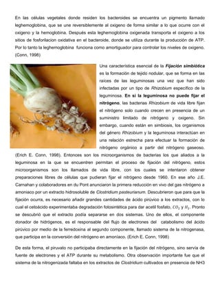 En las células vegetales donde residen los bacteroides se encuentra un pigmento llamado
leghemoglobina, que se une reversiblemente al oxigeno de forma similar a lo que ocurre con el
oxigeno y la hemoglobina. Después esta leghemoglobina oxigenada transporta el oxigeno a los
sitios de fosforilacion oxidativa en el bacteroide, donde se utiliza durante la producción de ATP.
Por lo tanto la leghemoglobina funciona como amortiguador para controlar los niveles de oxigeno.
(Conn, 1998)

                                            Una característica esencial de la Fijación simbiótica
                                            es la formación de tejido nodular, que se forma en las
                                            raíces de las leguminosas una vez que han sido
                                            infectadas por un tipo de Rhizobium específico de la
                                            leguminosa. En si la leguminosa no puede fijar el
                                            nitrógeno, las bacterias Rhizobium de vida libre fijan
                                            el nitrógeno solo cuando crecen en presencia de un
                                            suministro limitado de nitrógeno y oxigeno. Sin
                                            embargo, cuando están en simbiosis, los organismos
                                            del género Rhizobium y la leguminosa interactúan en
                                            una relación estrecha para efectuar la formación de
                                            nitrógeno orgánico a partir del nitrógeno gaseoso.
(Erich E. Conn, 1998). Entonces son los microorganismos de bacterias los que aliados a la
leguminosa en la que se encuentren permitan el proceso de fijación del nitrógeno, estos
microorganismos son los llamados de vida libre, con los cuales se intentaron obtener
preparaciones libres de células que pudieran fijar el nitrógeno desde 1960. En ese año J.E.
Carnahan y colaboradores en du Pont anunciaron la primera reducción en vivo del gas nitrógeno a
amoniaco por un extracto hidrosoluble de Clostridium pasteurianum. Descubrieron que para que la
fijación ocurra, es necesario añadir grandes cantidades de ácido pirúvico a los extractos, con lo
cual el cetoácido experimentaba degradación fotosintética para dar acetil fosfato,    y    . Pronto
se descubrió que el extracto podía separarse en dos sistemas. Uno de ellos, el componente
donador de hidrógenos, es el responsable del flujo de electrones del        catabolismo del ácido
pirúvico por medio de la ferredoxina al segundo componente, llamado sistema de la nitrogenasa,
que participa en la conversión del nitrógeno en amoníaco. (Erich E. Conn, 1998)

De esta forma, el piruvato no participaba directamente en la fijación del nitrógeno, sino servía de
fuente de electrones y el ATP durante su metabolismo. Otra observación importante fue que el
sistema de la nitrogenizada faltaba en los extractos de Clostridium cultivados en presencia de NH3
 