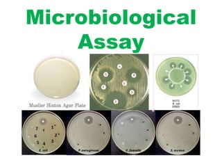 Microbiological
Assay
 